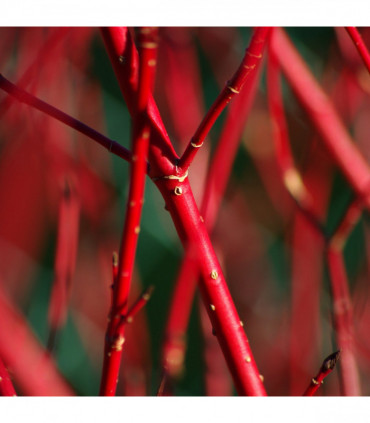 Cornus alba 'Baton Rouge' - Siberian Dogwood 5L 100cm