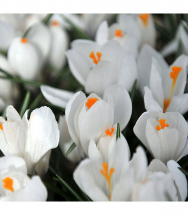 Crocus Ard Schenk (10 Bulbs)