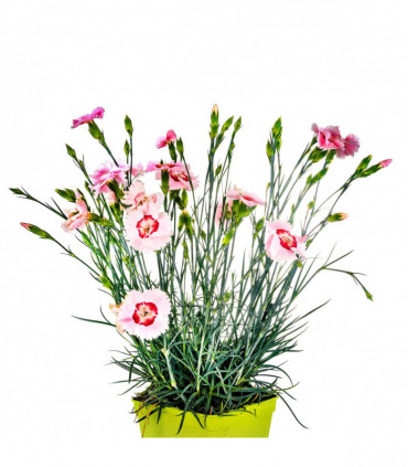 Dianthus x allwoodii 'Tequila Sunrise' 9cm