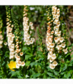 Digitalis purpurea 'Dalmatian Peach' (Foxglove) 9cm/3L