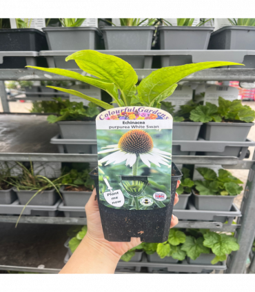 Echinacea purpurea 'White Swan' 9cm