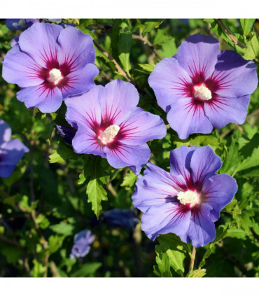 Hibiscus syriacus 'Oiseau bleu' 2L