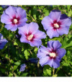 Hibiscus syriacus 'Oiseau bleu' 2L