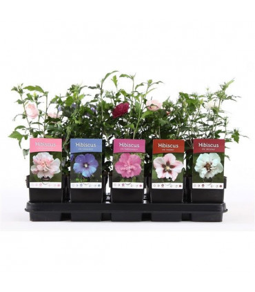 Hibiscus syriacus 'Oiseau bleu' 2L