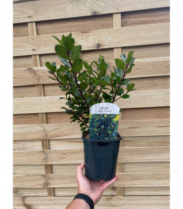 Ilex meserveae 'Blue Prince' Holly 2L