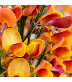 Cytisus ‘Killiney Red’ 1L