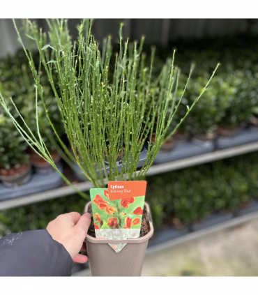 Cytisus ‘Killiney Red’ 1L