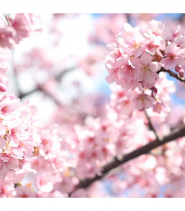 Ornamental Flowering Cherry Blossom Tree Dwarf - Incisa 'Cunera' 100-120cm