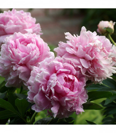 Peony 'Sarah Bernhardt' 1L