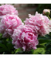Peony 'Sarah Bernhardt' 1L
