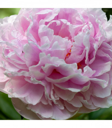Peony 'Sarah Bernhardt' 1L
