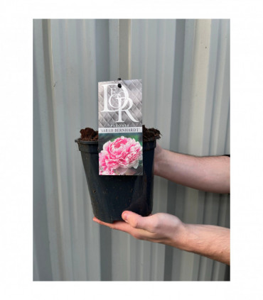 Peony 'Sarah Bernhardt' 1L