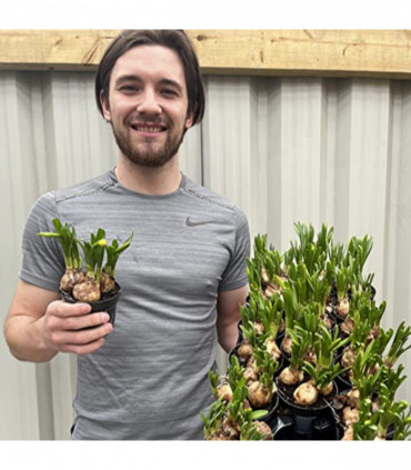 Tete a Tete Daffodil Bulbs (3 x 9cm Pots)