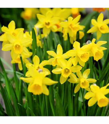 Tete a Tete Daffodil Bulbs (3 x 9cm Pots)