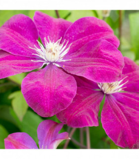 Clematis 'Rouge Cardinal' 60cm