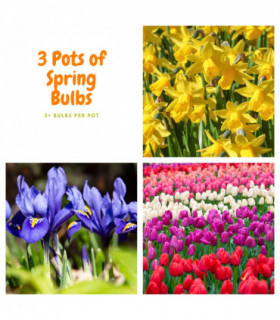 Our selection of 3 Potted Spring Bulbs