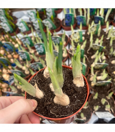 Our selection of 3 Potted Spring Bulbs