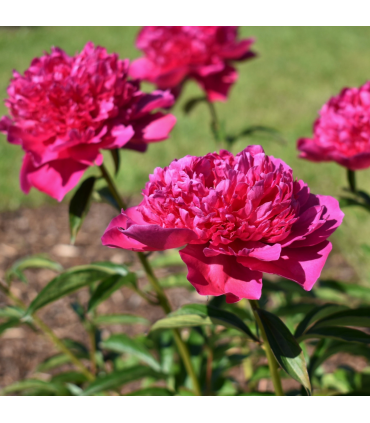Peony ‘Felix Crousse’ 1L