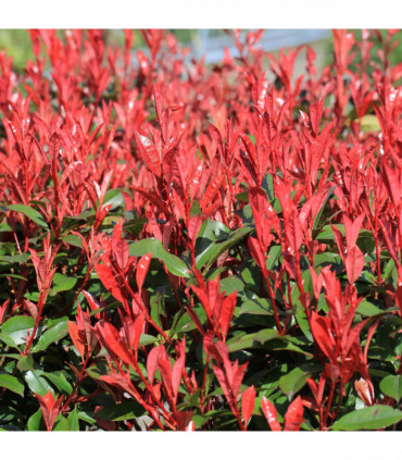 Photinia fraseri 'Robusta Compacta' 5L (70-80cm)
