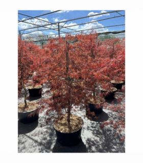 Acer palmatum 'Inabar-Shidar' 50L 170cm