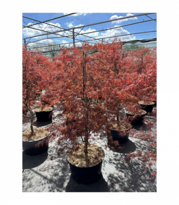 Acer palmatum 'Inabar-Shidar' 50L 170cm