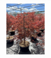 Acer palmatum 'Inabar-Shidar' 50L 170cm