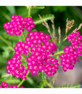 Achillea millefolium 'Cerise Queen' (9cm Pot)