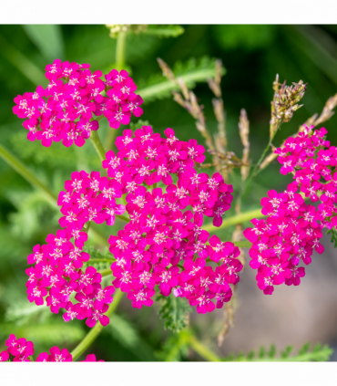 Achillea millefolium 'Cerise Queen' (9cm Pot)
