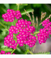 Achillea millefolium 'Cerise Queen' (9cm Pot)