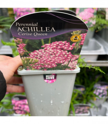 Achillea millefolium 'Cerise Queen' (9cm Pot)