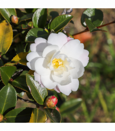 Camellia japonica White Swan 60cm