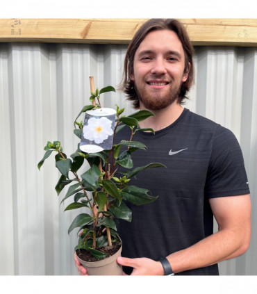 Camellia japonica White Swan 60cm
