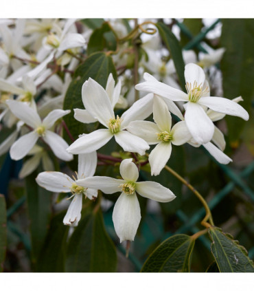 Clematis armandii (Evergreen and Fragrant) 100cm