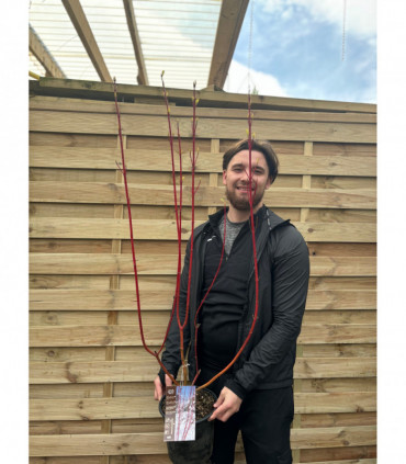 Cornus alba 'Baton Rouge' - Siberian Dogwood 5L 100cm