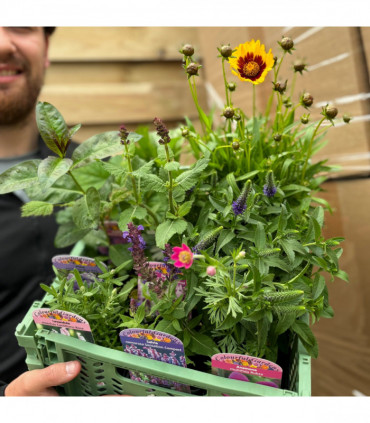 Mystery Box £45 Worth Of Plants