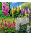 SPECIAL OFFER: Lupin - Gallery Mix of 5