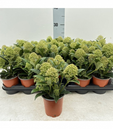 Skimmia japonica 'Marlot' 9cm