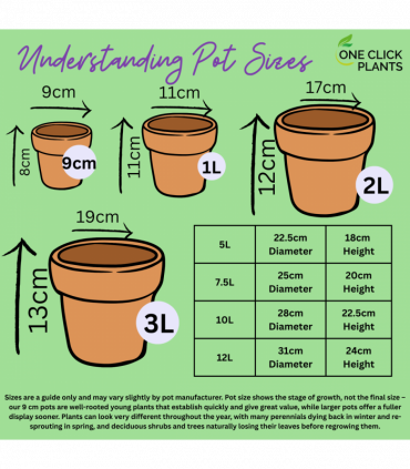Skimmia japonica 'Marlot' 9cm