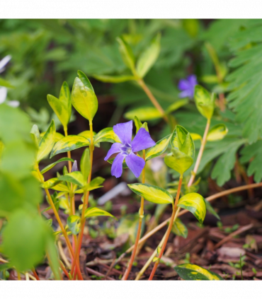Vinca minor 'illumination' (periwinkle) 9cm