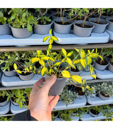 Vinca minor 'illumination' (periwinkle) 9cm
