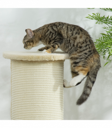 Cat Scratching Post