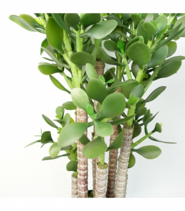 Artificial Deluxe Green Jade Plant 75cm Large Hyper Realistic Weighted Pot