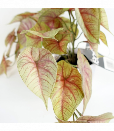 Artificial Pink Caladium Potted Trailing Plant 30cm Green Dark Pink Plastic