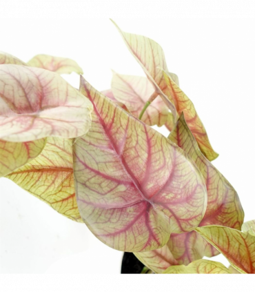 Artificial Pink Caladium Potted Trailing Plant Dark Pink Green Plastic 30cm