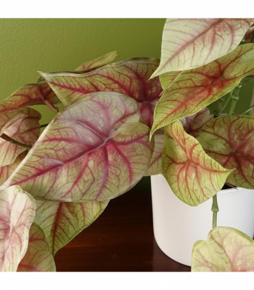 Artificial Pink Caladium Potted Trailing Plant Dark Pink Green Plastic 30cm
