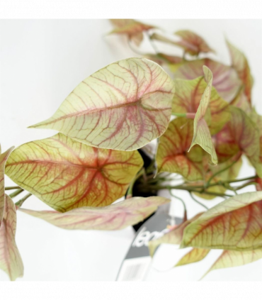 Artificial Pink Caladium Potted Trailing Plant Dark Pink Green Plastic 30cm