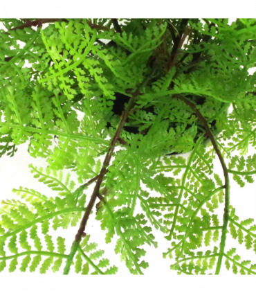Artificial Fern Plant