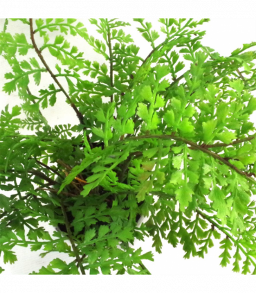 Artificial Fern Plant 30cm Forest Fern Green Plastic 30cm Tall x 40cm x 40cm