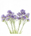 Pack of 6 x 60cm Purple Starflower Stem - 30 Flowers