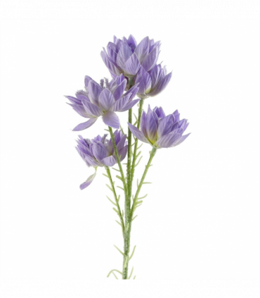 Pack of 6 x 60cm Purple Starflower Stem - 30 Flowers